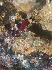 Actinia mediterranea