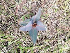 Asclepias glaucescens