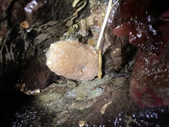Aeolidia