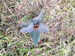 Asclepias glaucescens
