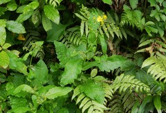 Senecio rufiglandulosus