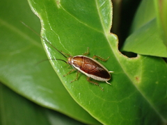 Balta bicolor