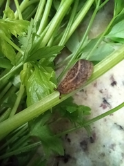 Sarasinula linguaeformis