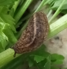 Sarasinula linguaeformis