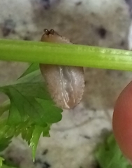 Sarasinula linguaeformis