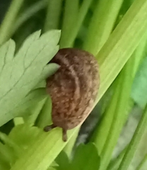 Sarasinula linguaeformis