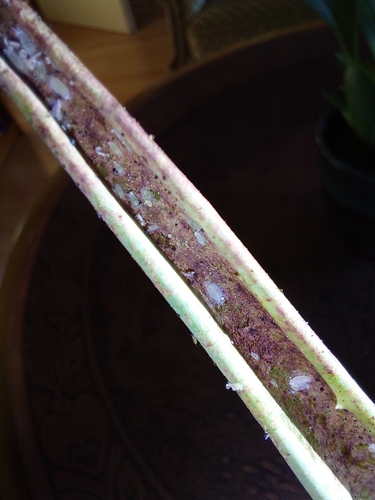 Aloe Vera Aphid