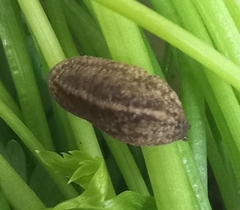 Sarasinula linguaeformis
