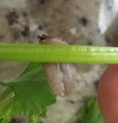 Sarasinula linguaeformis