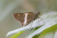 Tirynthia conflua