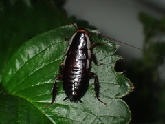 Drymaplaneta semivitta