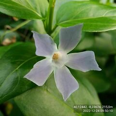 Vinca difformis