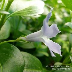 Vinca difformis