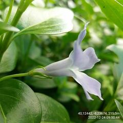 Vinca difformis