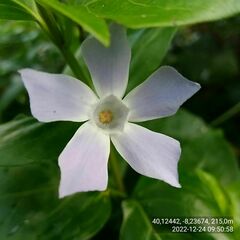 Vinca difformis