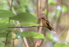 Phaethornis subochraceus