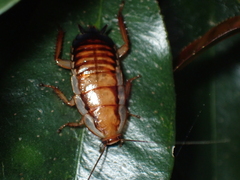 Drymaplaneta semivitta