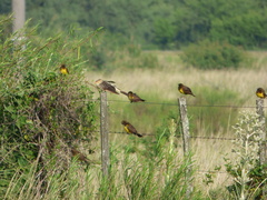 Pseudoleistes virescens