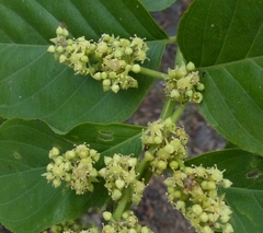 Ventilago denticulata