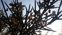 Colletia spinosissima