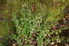 Epilobium rotundifolium