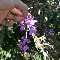 Epidendrum centropetalum