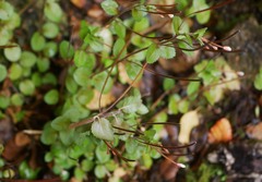 Epilobium rotundifolium