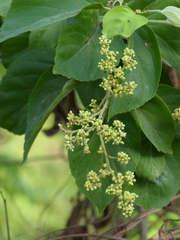 Ventilago denticulata