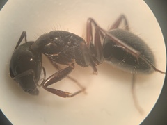 Camponotus aethiops