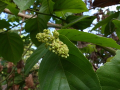 Ventilago denticulata