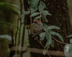 Hylophilus amaurocephalus