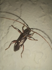 Ambonus interrogationis