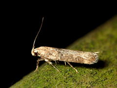 Anisoplaca acrodactyla