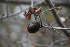 Andricus quercuscalifornicus