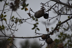 Andricus quercuscalifornicus