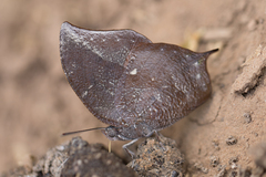 Memphis moruus