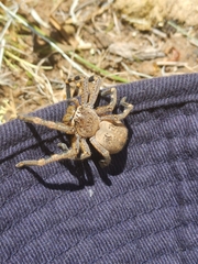 Neosparassus calligaster