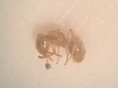 Lasius myops