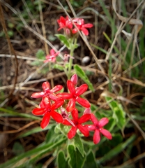 Oxypetalum coccineum