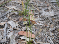 Platysace pendula
