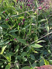 Alternanthera porrigens