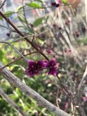 Alternanthera porrigens