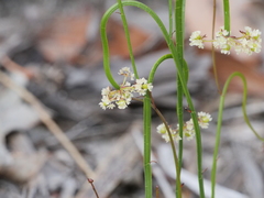 Platysace pendula