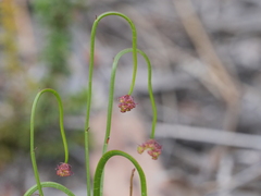 Platysace pendula