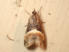 Eudonia chlamydota