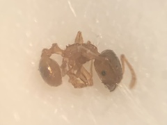 Tetramorium meridionale