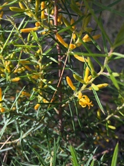 Persoonia juniperina