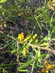 Persoonia juniperina