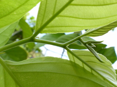 Ventilago denticulata