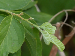 Ventilago denticulata